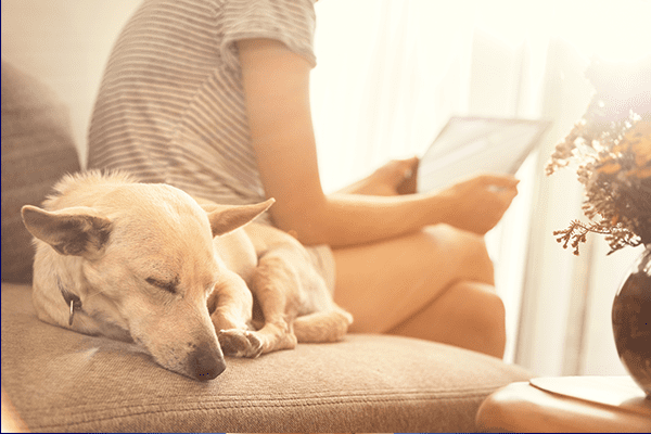 dog ownership and home insurance