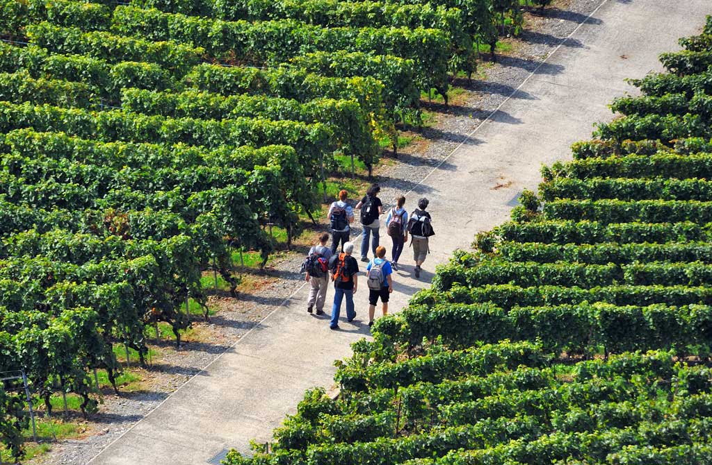 Tourists embarking on an agritourism vineyard walking tour