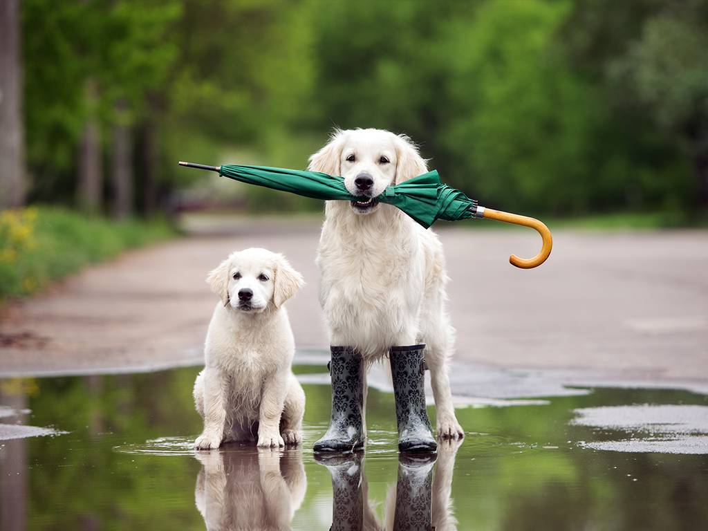 storm preparedness Vermont and New Hampshire