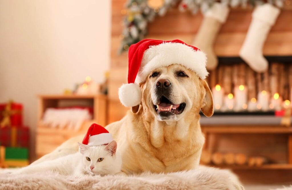 Holiday pet safety
